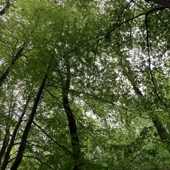 Picture for category Z principes